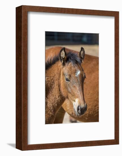 USA, Colorado, San Luis. Wild horse foal close-up.-Jaynes Gallery-Framed Photographic Print