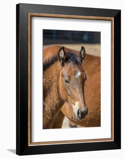 USA, Colorado, San Luis. Wild horse foal close-up.-Jaynes Gallery-Framed Photographic Print