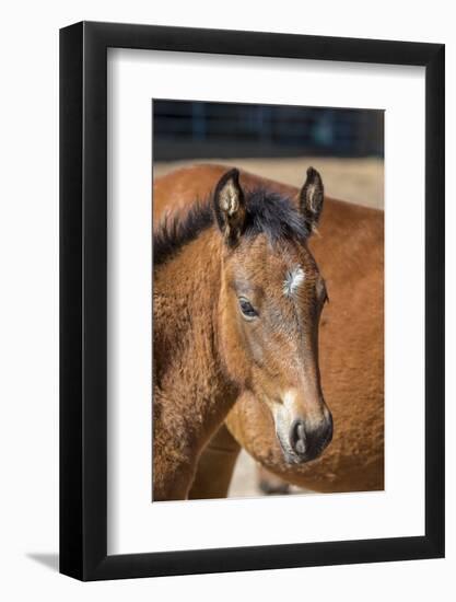 USA, Colorado, San Luis. Wild horse foal close-up.-Jaynes Gallery-Framed Photographic Print