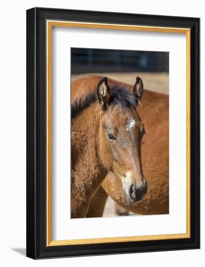 USA, Colorado, San Luis. Wild horse foal close-up.-Jaynes Gallery-Framed Photographic Print