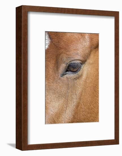 USA, Colorado, San Luis. Wild horse head close-up. USA, Colorado, San Luis.-Jaynes Gallery-Framed Photographic Print