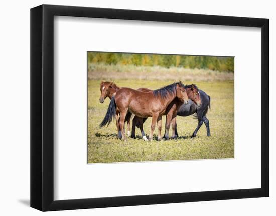 USA, Colorado, San Luis. Wild horse herd.-Jaynes Gallery-Framed Photographic Print