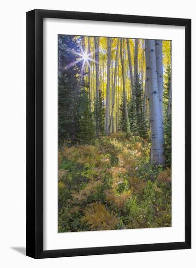 USA, Colorado. Scenic of Aspen Forest-Jaynes Gallery-Framed Photographic Print