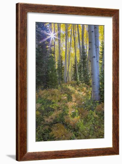 USA, Colorado. Scenic of Aspen Forest-Jaynes Gallery-Framed Photographic Print