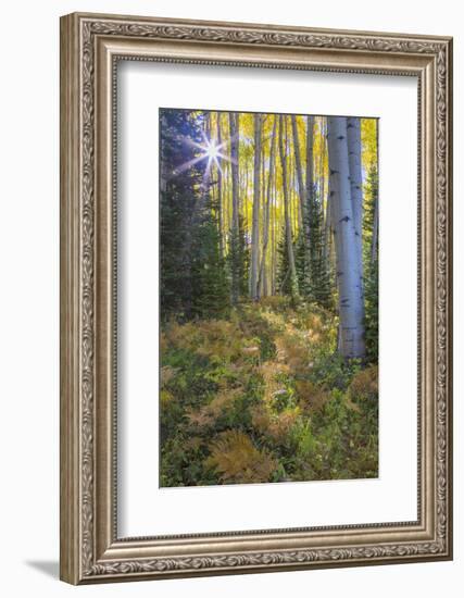 USA, Colorado. Scenic of Aspen Forest-Jaynes Gallery-Framed Photographic Print