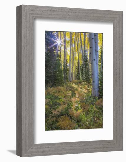 USA, Colorado. Scenic of Aspen Forest-Jaynes Gallery-Framed Photographic Print