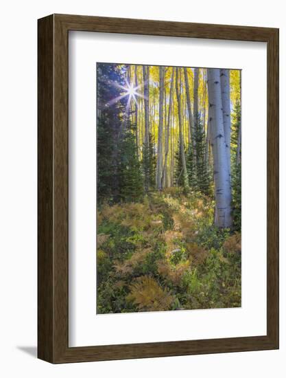 USA, Colorado. Scenic of Aspen Forest-Jaynes Gallery-Framed Photographic Print