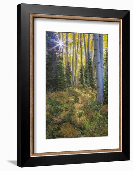 USA, Colorado. Scenic of Aspen Forest-Jaynes Gallery-Framed Photographic Print