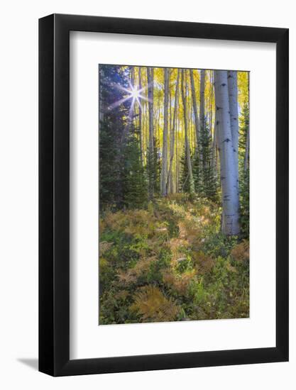 USA, Colorado. Scenic of Aspen Forest-Jaynes Gallery-Framed Photographic Print