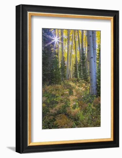 USA, Colorado. Scenic of Aspen Forest-Jaynes Gallery-Framed Photographic Print