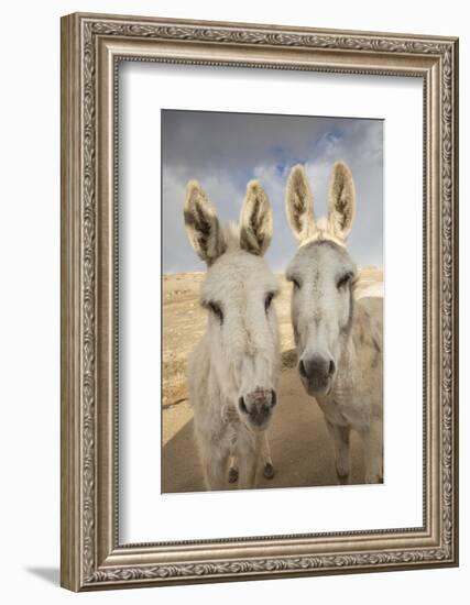 USA, Colorado, South Park. Close-up of Wild Burros-Don Grall-Framed Photographic Print