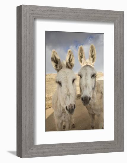 USA, Colorado, South Park. Close-up of Wild Burros-Don Grall-Framed Photographic Print