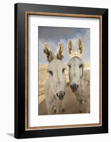 USA, Colorado, South Park. Close-up of Wild Burros-Don Grall-Framed Photographic Print