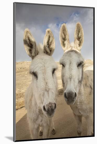 USA, Colorado, South Park. Close-up of Wild Burros-Don Grall-Mounted Photographic Print