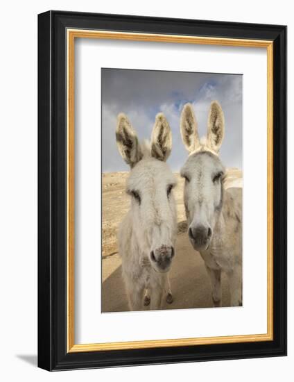 USA, Colorado, South Park. Close-up of Wild Burros-Don Grall-Framed Photographic Print