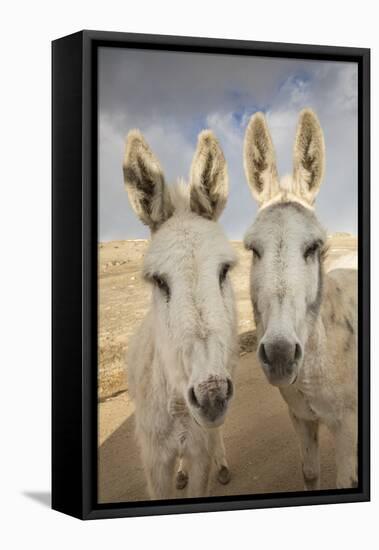 USA, Colorado, South Park. Close-up of Wild Burros-Don Grall-Framed Premier Image Canvas