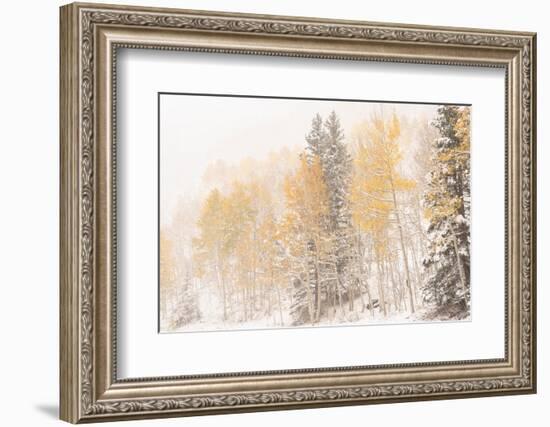 USA, Colorado, Uncompahgre National Forest. Aspen and spruce after autumn snowstorm.-Jaynes Gallery-Framed Photographic Print