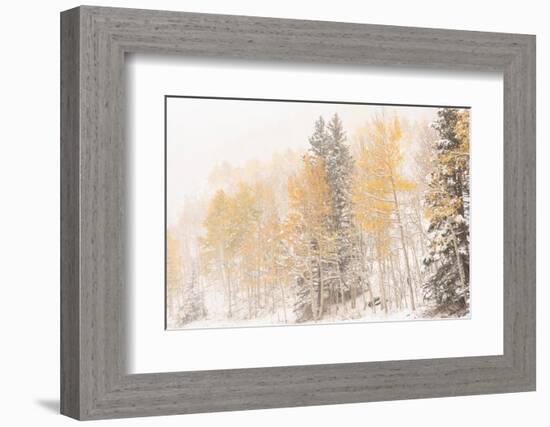 USA, Colorado, Uncompahgre National Forest. Aspen and spruce after autumn snowstorm.-Jaynes Gallery-Framed Photographic Print