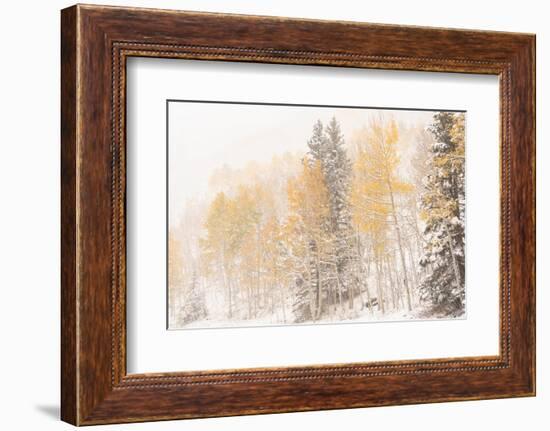 USA, Colorado, Uncompahgre National Forest. Aspen and spruce after autumn snowstorm.-Jaynes Gallery-Framed Photographic Print