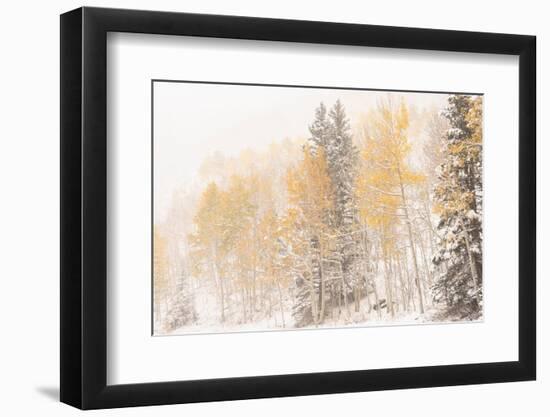 USA, Colorado, Uncompahgre National Forest. Aspen and spruce after autumn snowstorm.-Jaynes Gallery-Framed Photographic Print