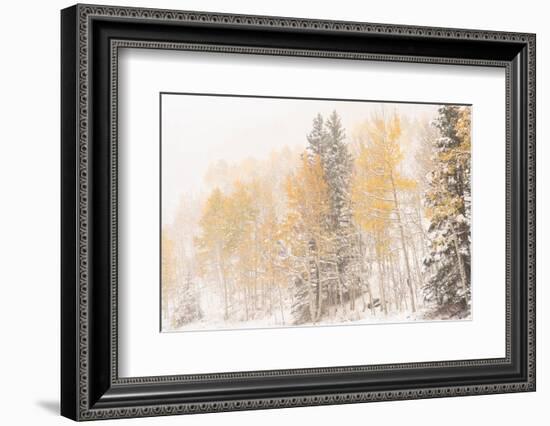 USA, Colorado, Uncompahgre National Forest. Aspen and spruce after autumn snowstorm.-Jaynes Gallery-Framed Photographic Print