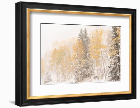 USA, Colorado, Uncompahgre National Forest. Aspen and spruce after autumn snowstorm.-Jaynes Gallery-Framed Photographic Print