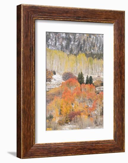 USA, Colorado, Uncompahgre National Forest. Aspen and spruce trees after autumn snowstorm.-Jaynes Gallery-Framed Photographic Print