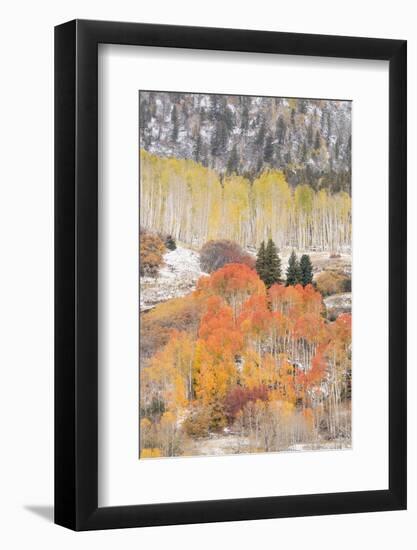 USA, Colorado, Uncompahgre National Forest. Aspen and spruce trees after autumn snowstorm.-Jaynes Gallery-Framed Photographic Print