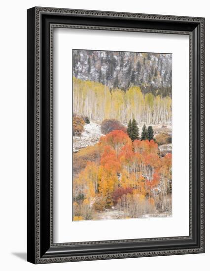 USA, Colorado, Uncompahgre National Forest. Aspen and spruce trees after autumn snowstorm.-Jaynes Gallery-Framed Photographic Print