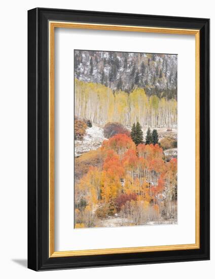 USA, Colorado, Uncompahgre National Forest. Aspen and spruce trees after autumn snowstorm.-Jaynes Gallery-Framed Photographic Print