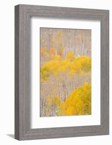 USA, Colorado, Uncompahgre National Forest. Aspens after autumn snowstorm.-Jaynes Gallery-Framed Photographic Print