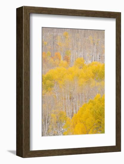 USA, Colorado, Uncompahgre National Forest. Aspens after autumn snowstorm.-Jaynes Gallery-Framed Photographic Print