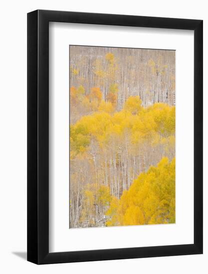 USA, Colorado, Uncompahgre National Forest. Aspens after autumn snowstorm.-Jaynes Gallery-Framed Photographic Print