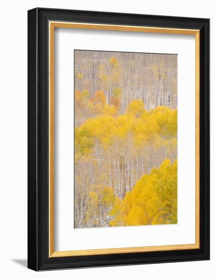 USA, Colorado, Uncompahgre National Forest. Aspens after autumn snowstorm.-Jaynes Gallery-Framed Photographic Print