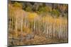 USA, Colorado, Uncompahgre National Forest. Autumn aspen trees and split-rail fence.-Jaynes Gallery-Mounted Photographic Print