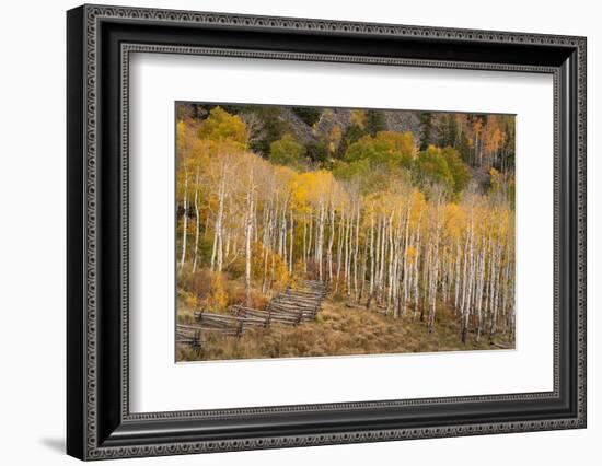 USA, Colorado, Uncompahgre National Forest. Autumn aspen trees and split-rail fence.-Jaynes Gallery-Framed Photographic Print