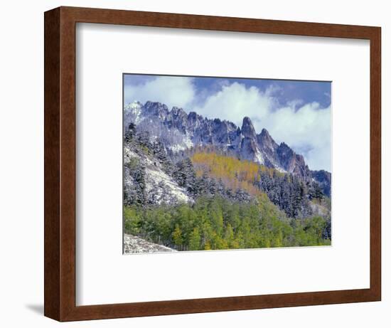 USA, Colorado, Uncompahgre National Forest, Fall Snow on Ophir Needles Above Aspen and Conifers-John Barger-Framed Photographic Print