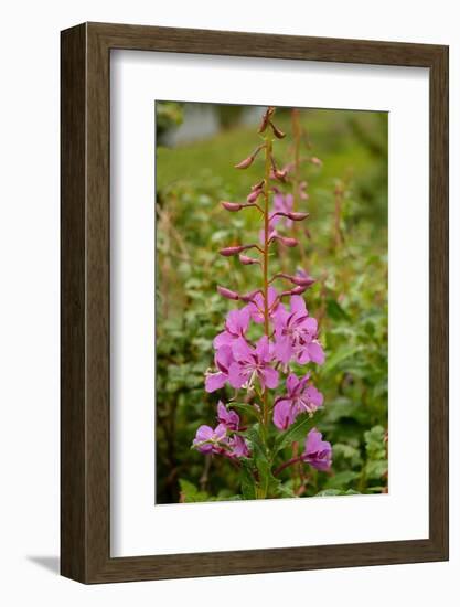 USA, Colorado, Uncompahgre National Forest. Fireweed flowers close-up.-Jaynes Gallery-Framed Photographic Print
