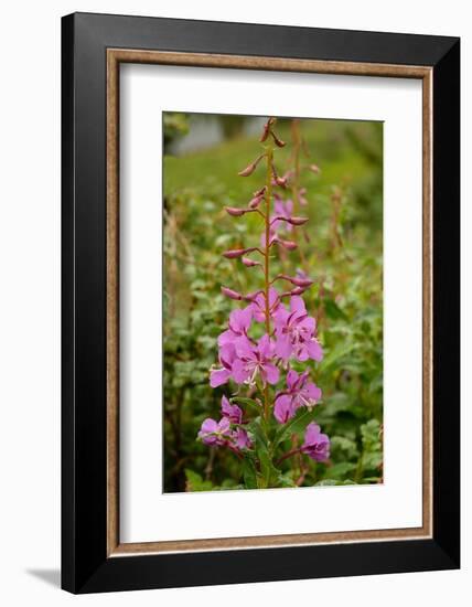 USA, Colorado, Uncompahgre National Forest. Fireweed flowers close-up.-Jaynes Gallery-Framed Photographic Print