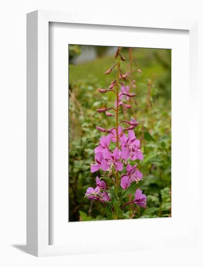 USA, Colorado, Uncompahgre National Forest. Fireweed flowers close-up.-Jaynes Gallery-Framed Photographic Print