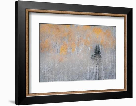 USA, Colorado, Uncompahgre National Forest. Fresh autumn snow on aspens and evergreen.-Jaynes Gallery-Framed Photographic Print