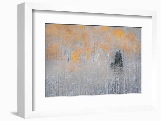 USA, Colorado, Uncompahgre National Forest. Fresh autumn snow on aspens and evergreen.-Jaynes Gallery-Framed Photographic Print