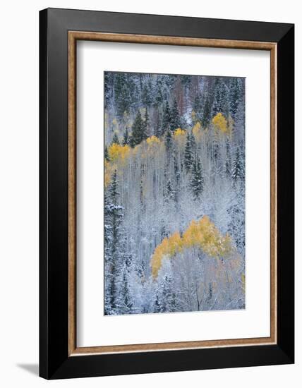 USA, Colorado, Uncompahgre National Forest. Fresh autumn snow on aspens and evergreens.-Jaynes Gallery-Framed Photographic Print