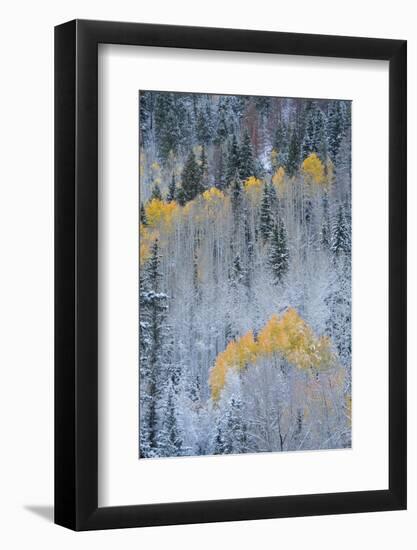 USA, Colorado, Uncompahgre National Forest. Fresh autumn snow on aspens and evergreens.-Jaynes Gallery-Framed Photographic Print