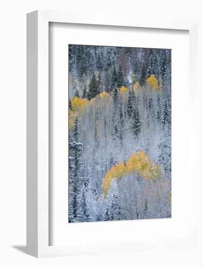 USA, Colorado, Uncompahgre National Forest. Fresh autumn snow on aspens and evergreens.-Jaynes Gallery-Framed Photographic Print