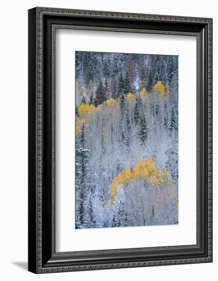 USA, Colorado, Uncompahgre National Forest. Fresh autumn snow on aspens and evergreens.-Jaynes Gallery-Framed Photographic Print