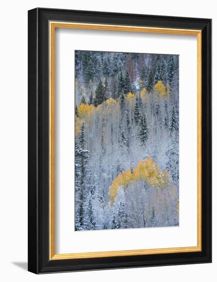 USA, Colorado, Uncompahgre National Forest. Fresh autumn snow on aspens and evergreens.-Jaynes Gallery-Framed Photographic Print