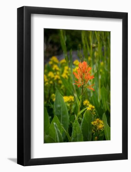 USA, Colorado, Uncompahgre National Forest. Indian paintbrush flower close-up.-Jaynes Gallery-Framed Photographic Print