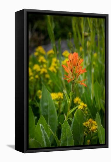 USA, Colorado, Uncompahgre National Forest. Indian paintbrush flower close-up.-Jaynes Gallery-Framed Premier Image Canvas