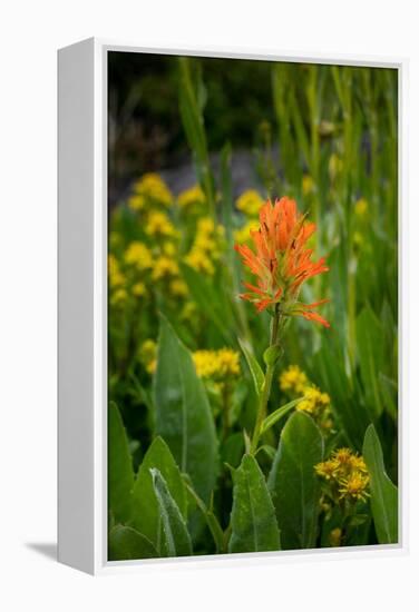 USA, Colorado, Uncompahgre National Forest. Indian paintbrush flower close-up.-Jaynes Gallery-Framed Premier Image Canvas